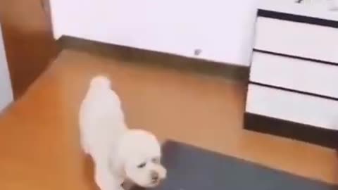Funny dog video