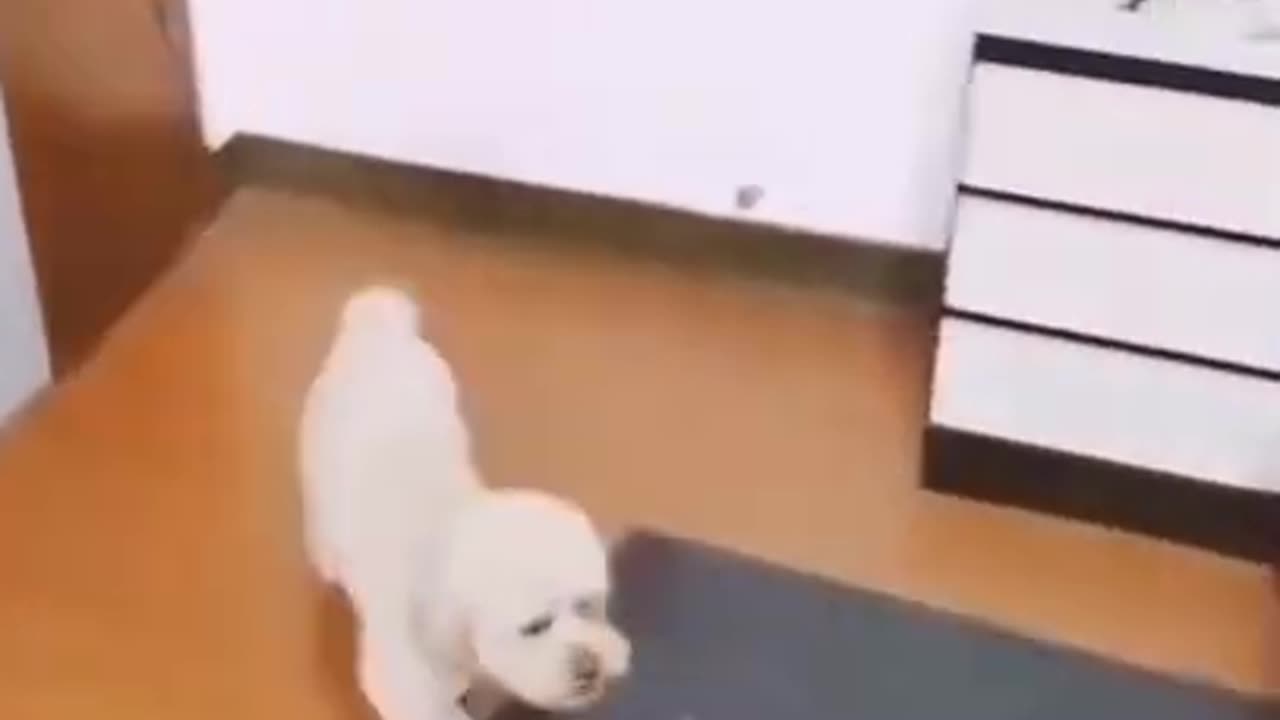 Funny dog video