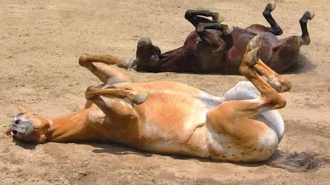 Baby Animals - Funniest Horse On TikTok Funny Animal Reactions