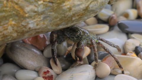 Pachygrapsus marmoratus is a species of crab