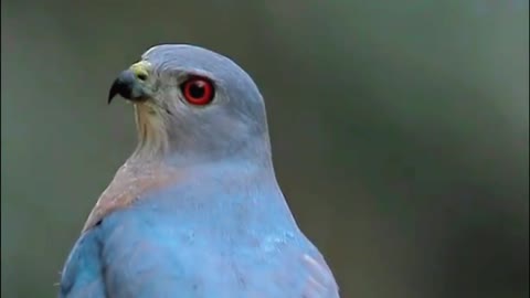 Melancholy birds