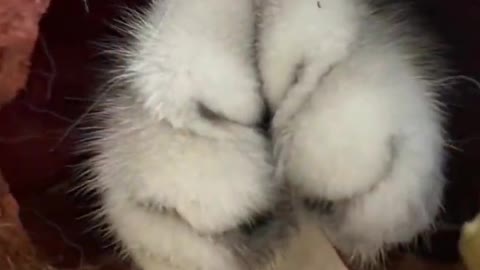 Name this fruit