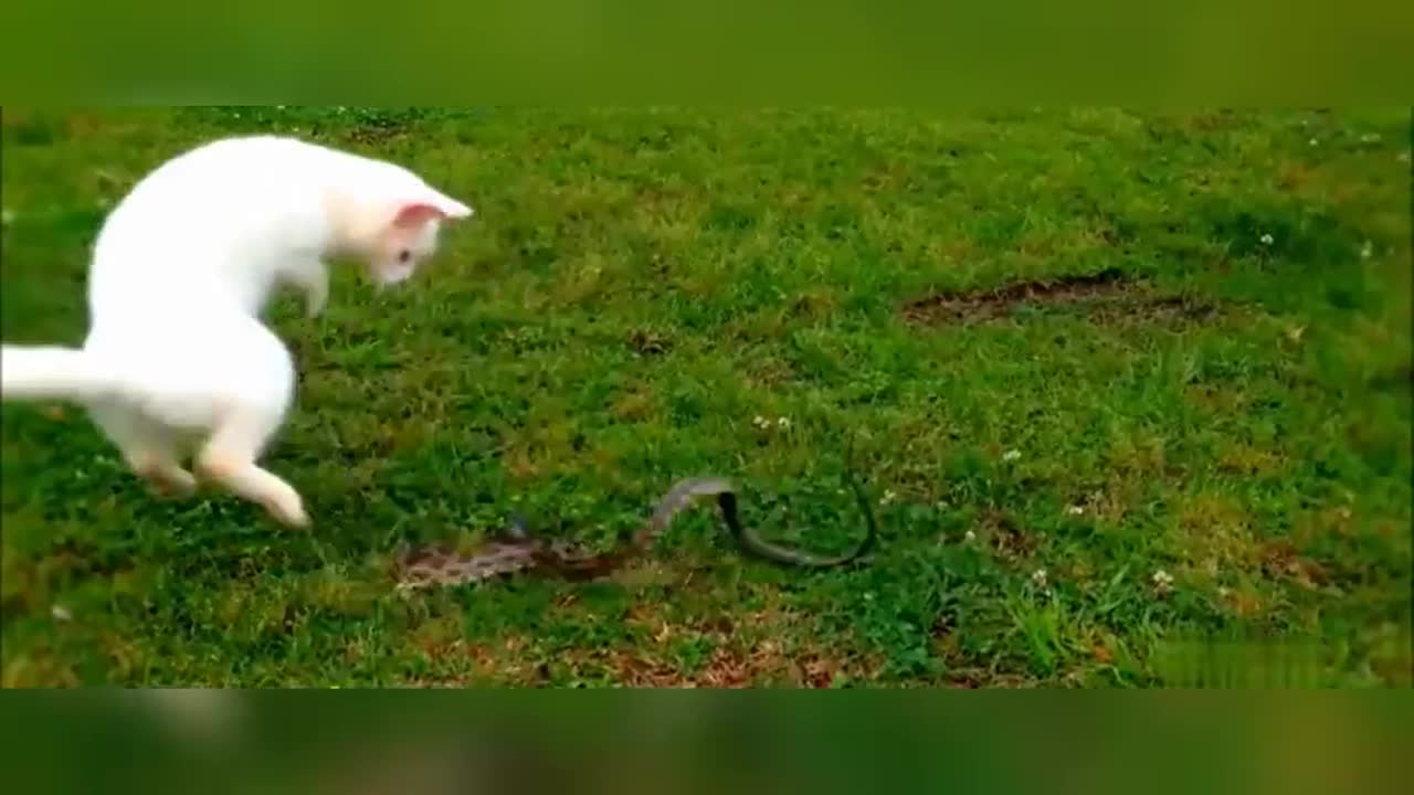 Cat vs Snake!!!