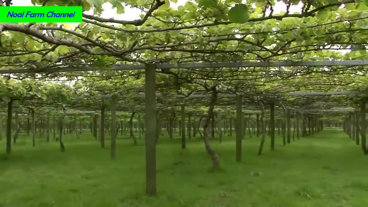 Kiwi Fruit Harvesting Picking and Packing - Amazing Agriculture Kiwi Farm Technology