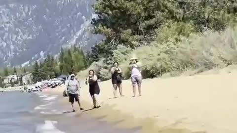 Ursos tomando banho na praia