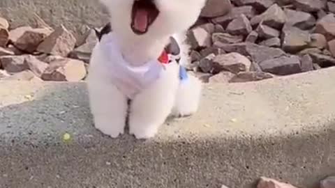 Cute dog puppy in a railway track