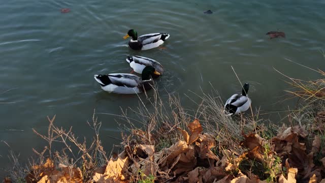 duck group over river
