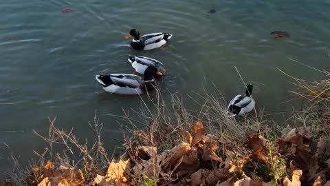 duck group over river