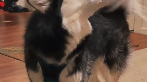 Cute Dog