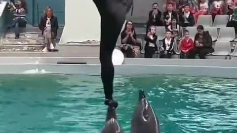 Dolphins funny video