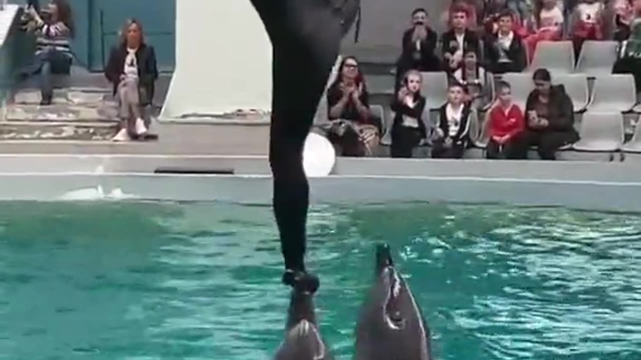 Dolphins funny video