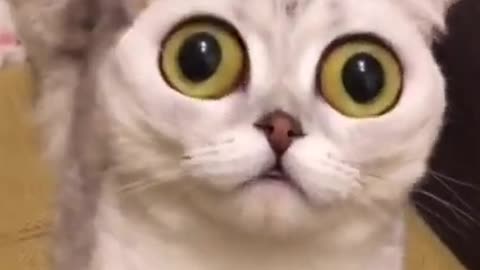 Funny Cats, Funniest Cats, Best Funny Cat Videos Of This Week shorts 2