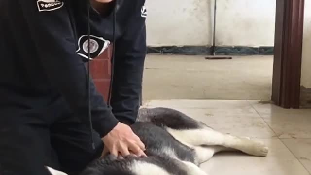 Husky's daily life