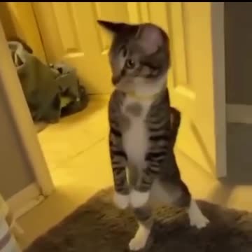 Cat Surprised 😲