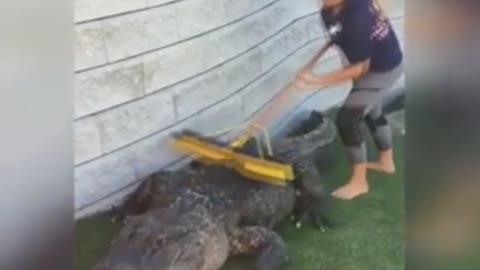 SEE HOW TO SWEEP A CROCODILE