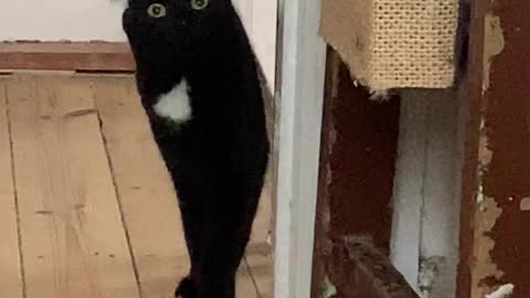 🐈‍⬛ an owl?