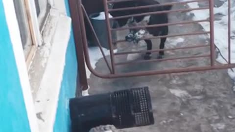 very smart dog who knows how to open doors