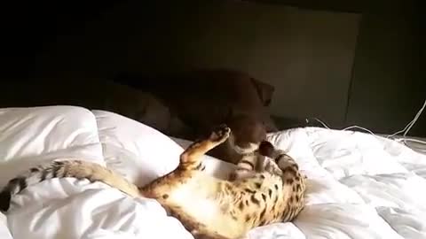 The lively cat is on the bed.