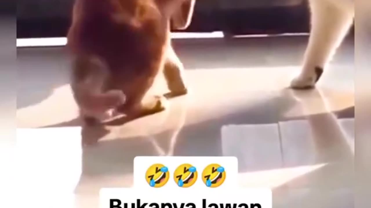 Funny cat fight