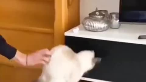 Funny animals compilation