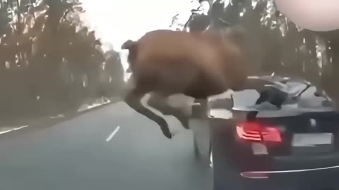 Buck Lives Matter