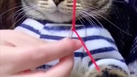 very funny cat is watching closely)