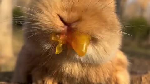 Juicy!