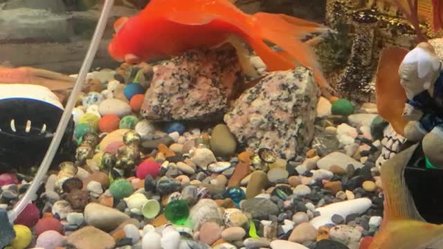 Mu Goldfish doesn’t move