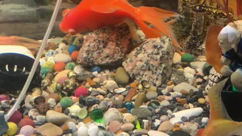 Mu Goldfish doesn’t move