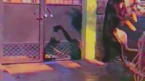 playing with dog.