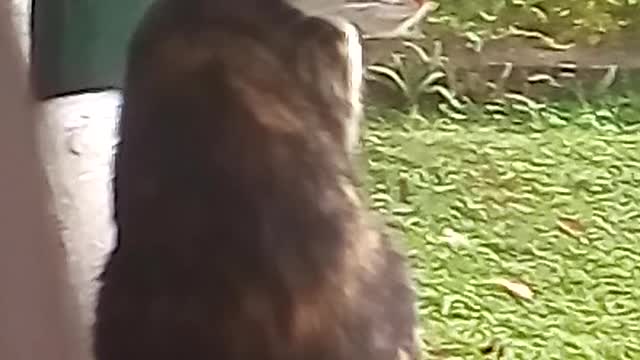 Cat on the wall