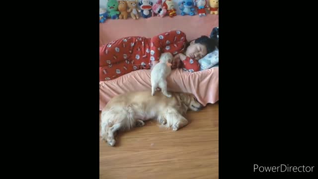 Funniest cats video 2022,funny cats and dogs video