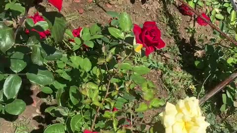 Beautiful flowers and grass, a gift from nature