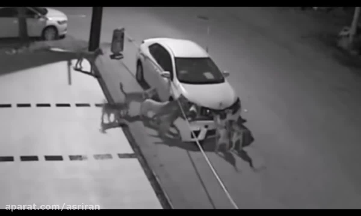 When stray dogs decide to damage your expensive car