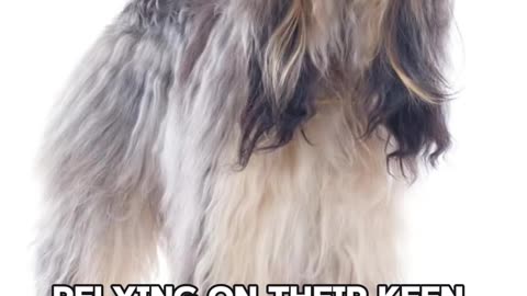5 Facts about Afghan Hound #top5 #animaldog #animal #dogviralshorts #ytshorts