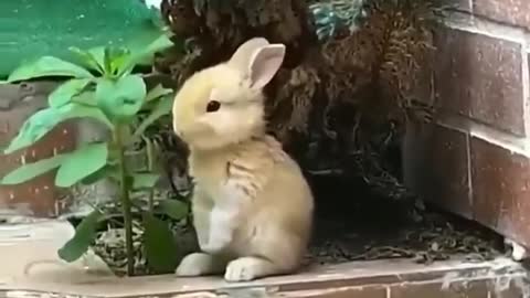 Rabbit eating