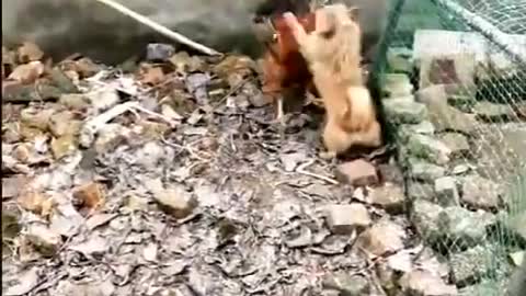 funny animal fight,hen vs dog. try not to laugh