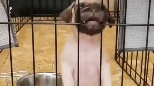 Funny Little Animals