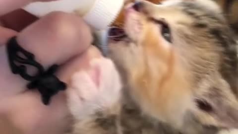 Cute Cats and Kittens # 7 -MeowMeow- #shorts