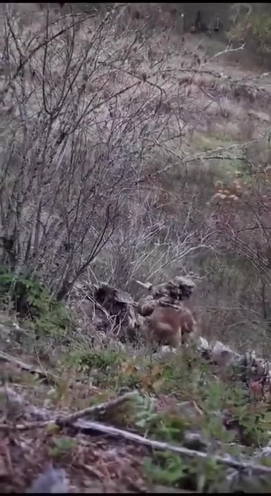 Ukraine v. Russia in 15 seconds