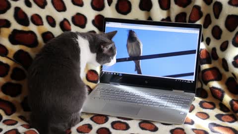 funny cat attac bird in pc