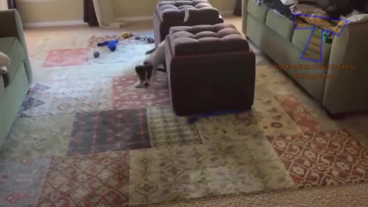 Animals never fail to make us laugh#