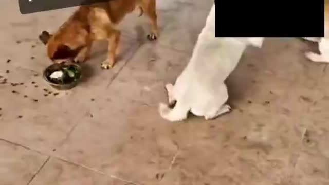 My dogs eating