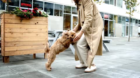 Dog Jumping and Running Towards the Owner