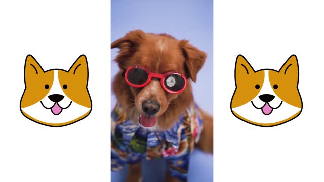 very cute dog and hero looks