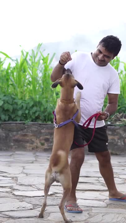 Funniest and Cutest Dog Training NEW #Shorts, #68