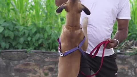 Funniest and Cutest Dog Training NEW #Shorts, #68