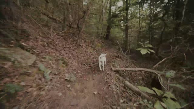 White Dog Walking in Forest Path