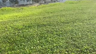 Baby Gator In Paradise