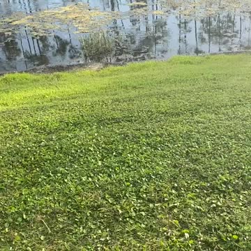 Baby Gator In Paradise